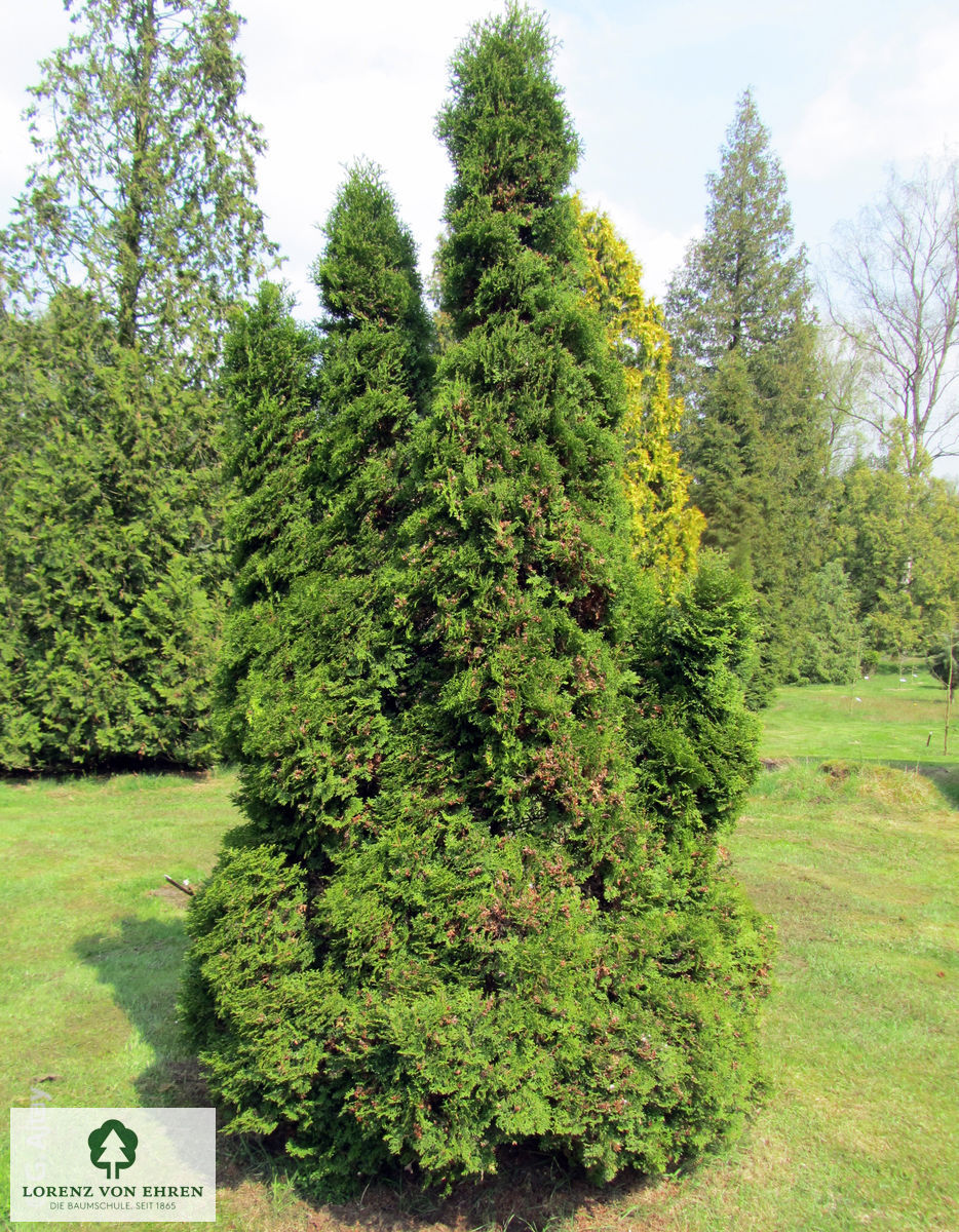 Thuja occidentalis 'Holmstrup'