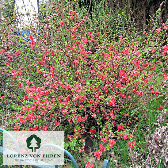 Chaenomeles 'Elly Mossel'