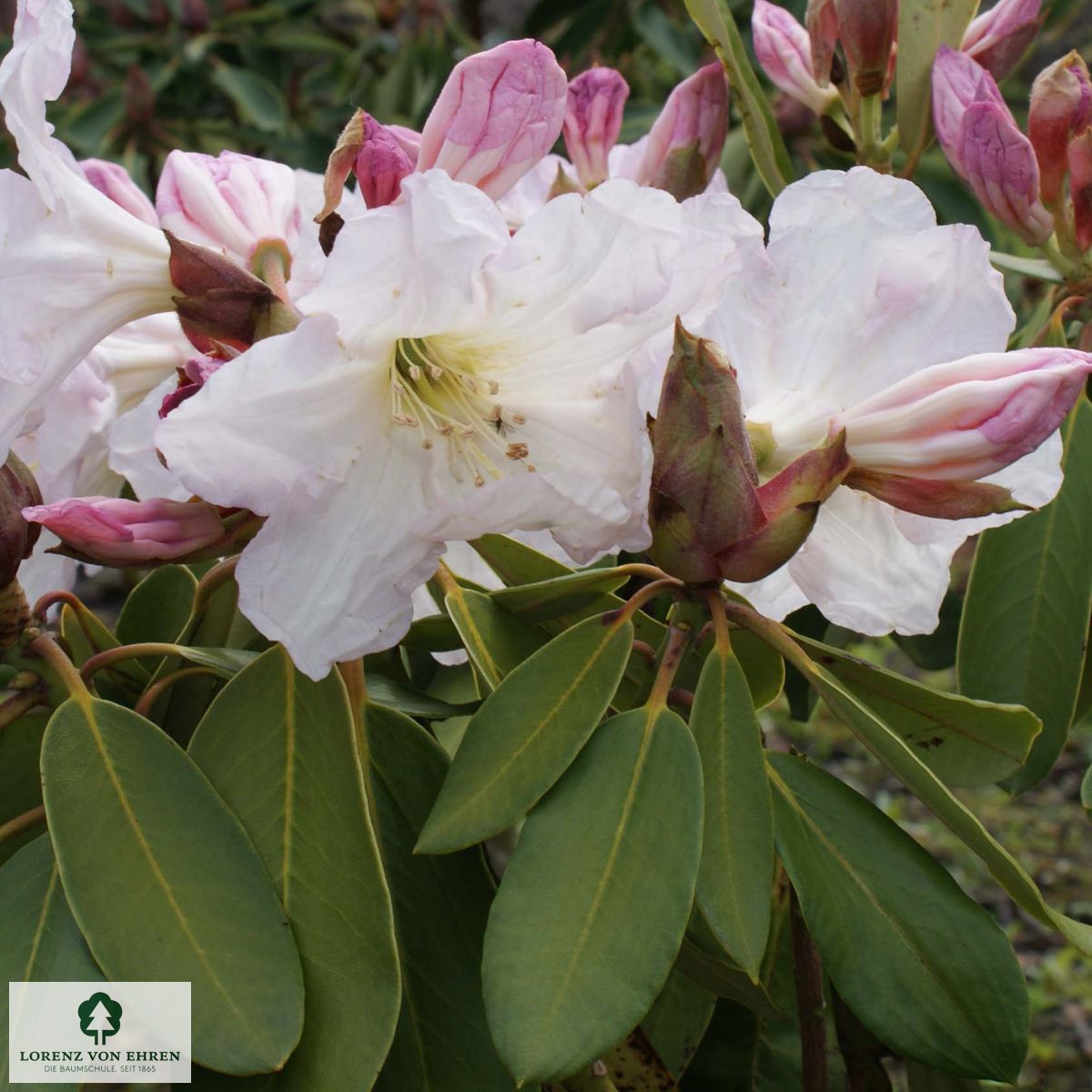 Rhododendron fortunei