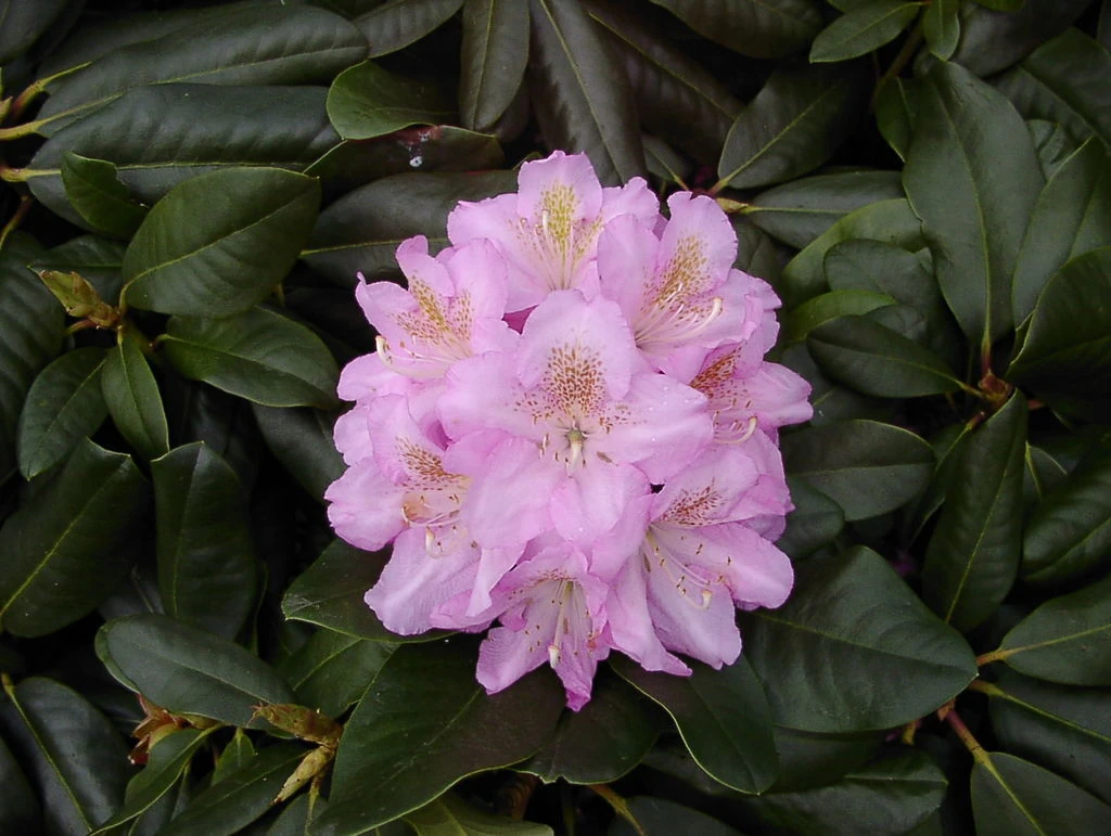 Rhododendron Hybride 'Scintillation' gehört zu den großblumigen Hybriden mit zartrosa Blüte.