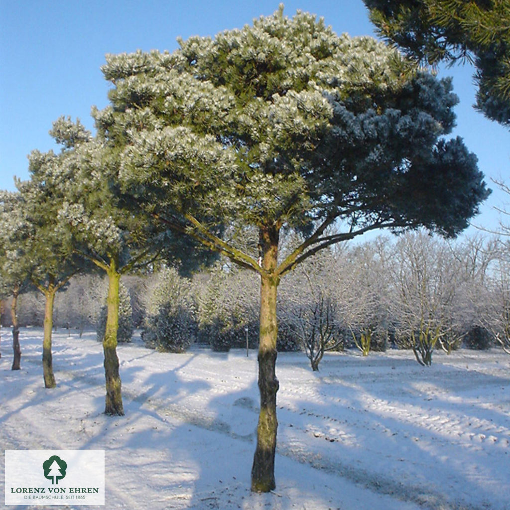 Pinus sylvestris 'Norske Typ'