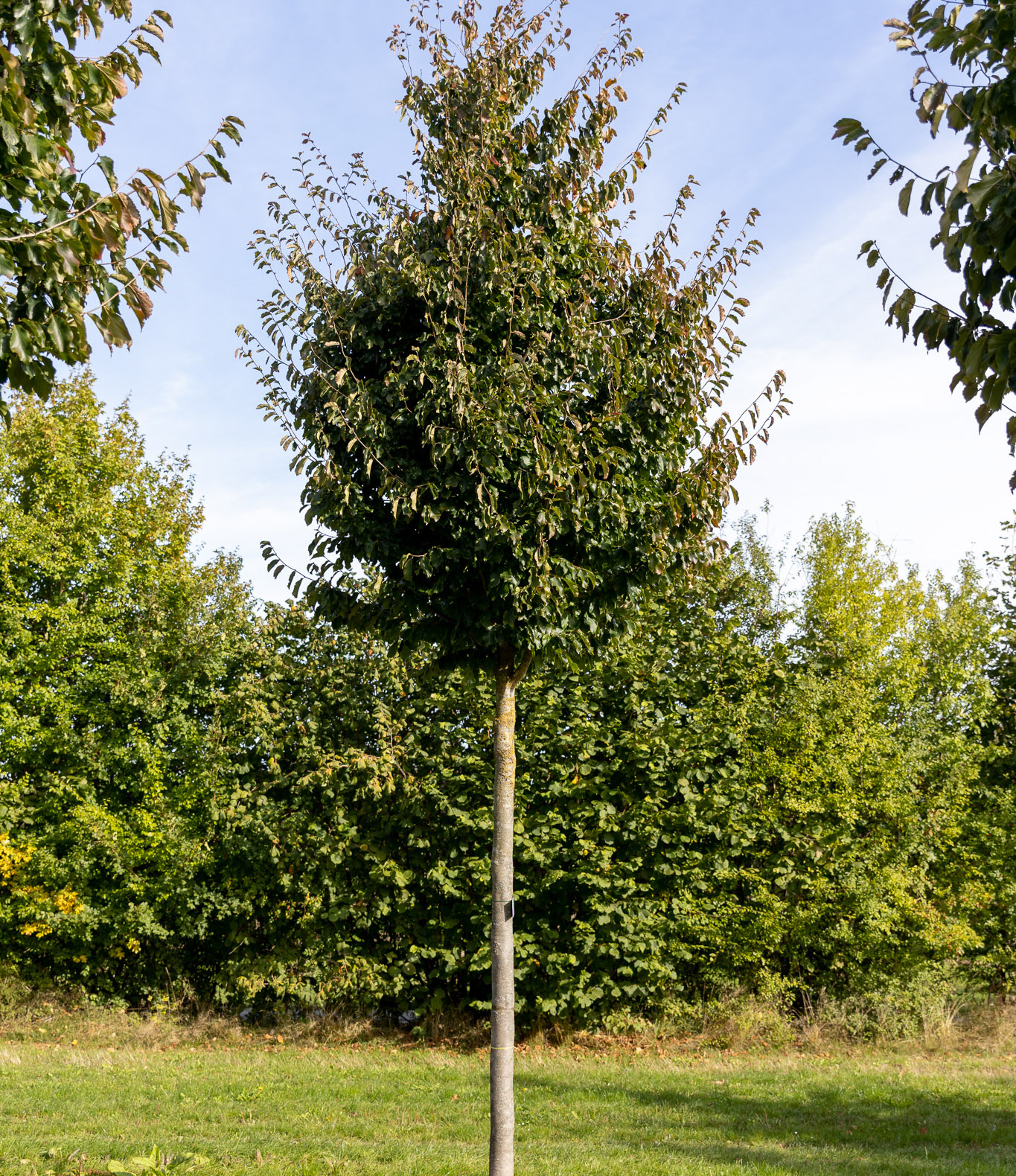 Eisenholzbaum 'Vanessa' Kleiner Baum