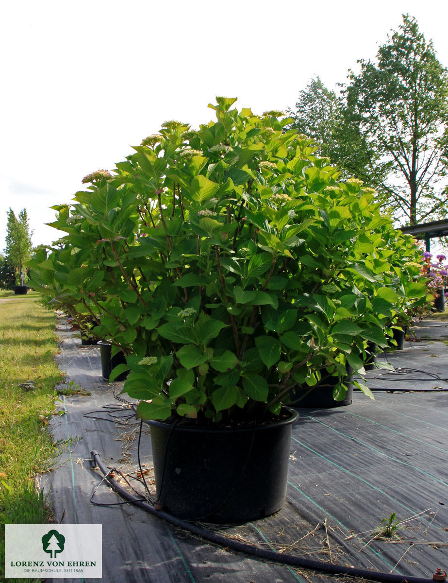 Hydrangea serrata 'Rosalba'