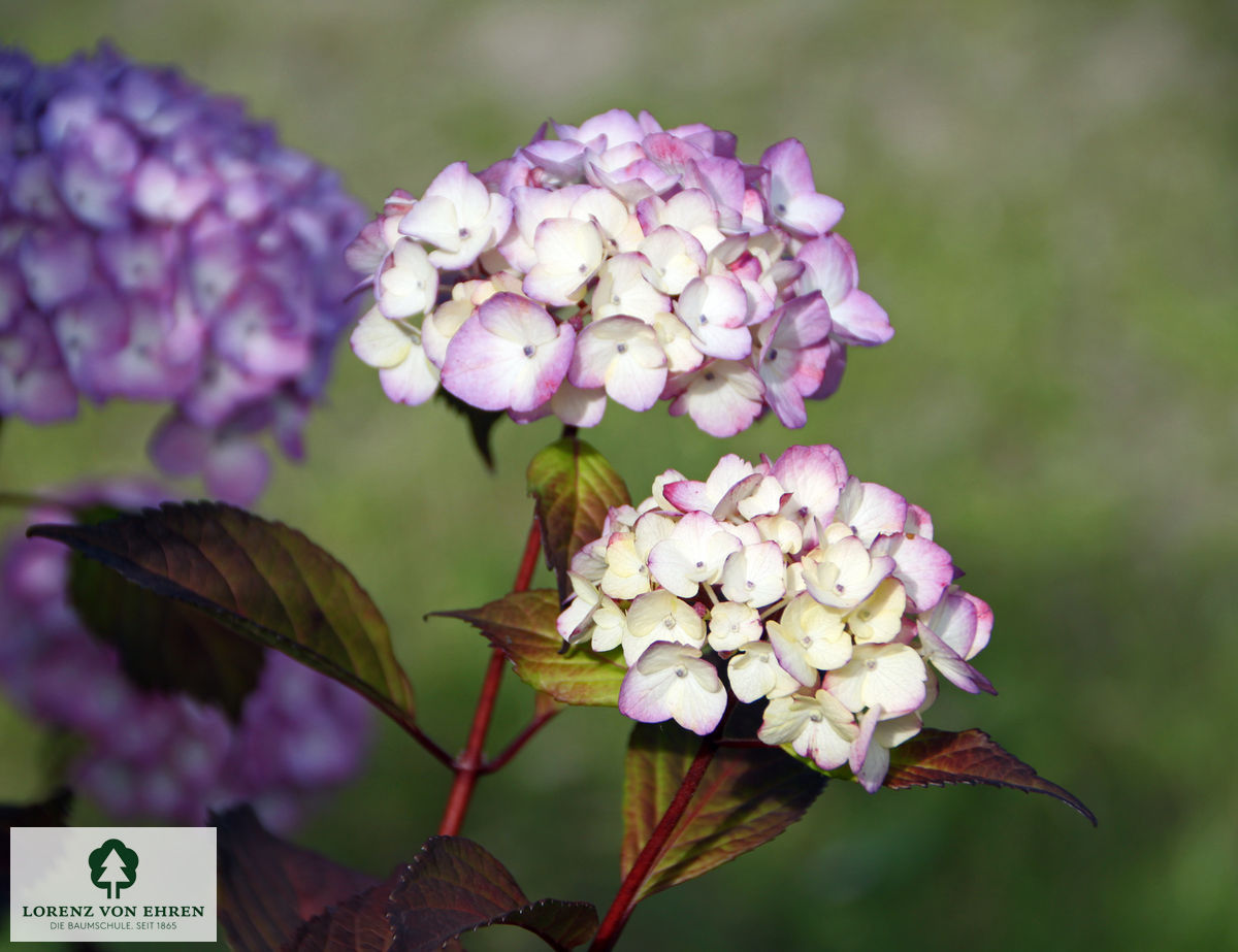 Hydrangea serrata 'Preziosa'