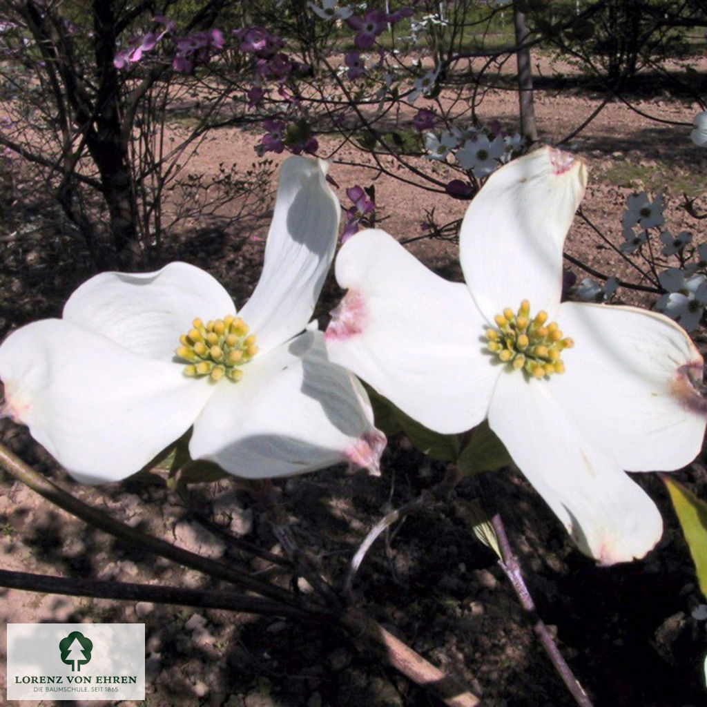 Cornus florida