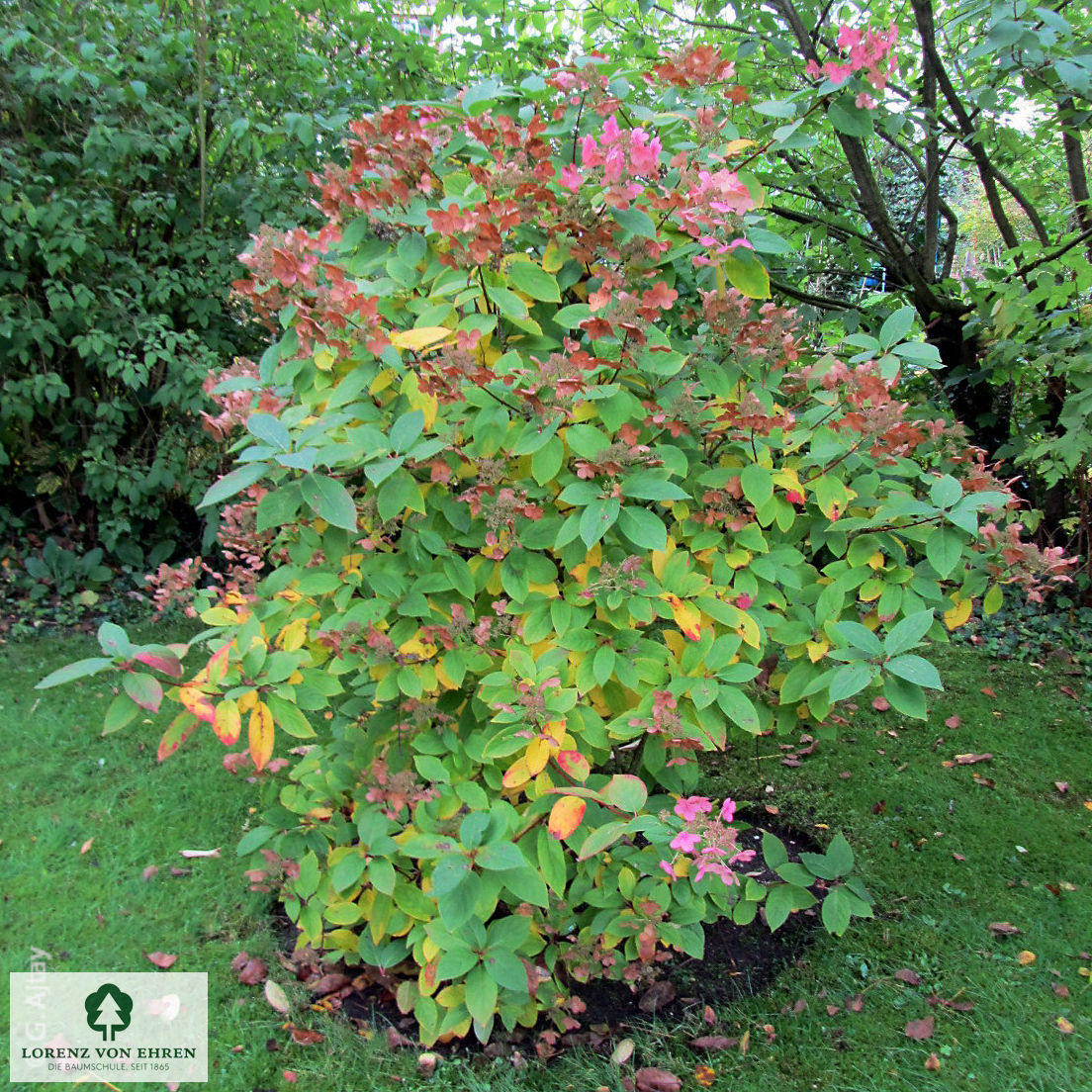 Hydrangea paniculata 'Early Sensation'