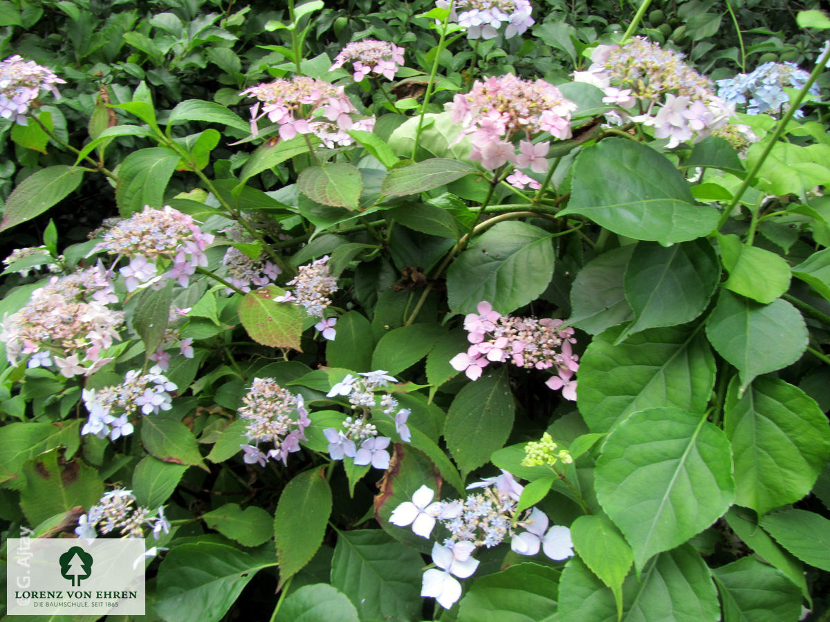 Hydrangea serrata acuminata