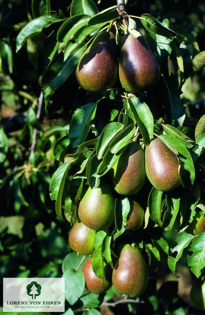 Pyrus communis 'Gellerts Butterbirne'