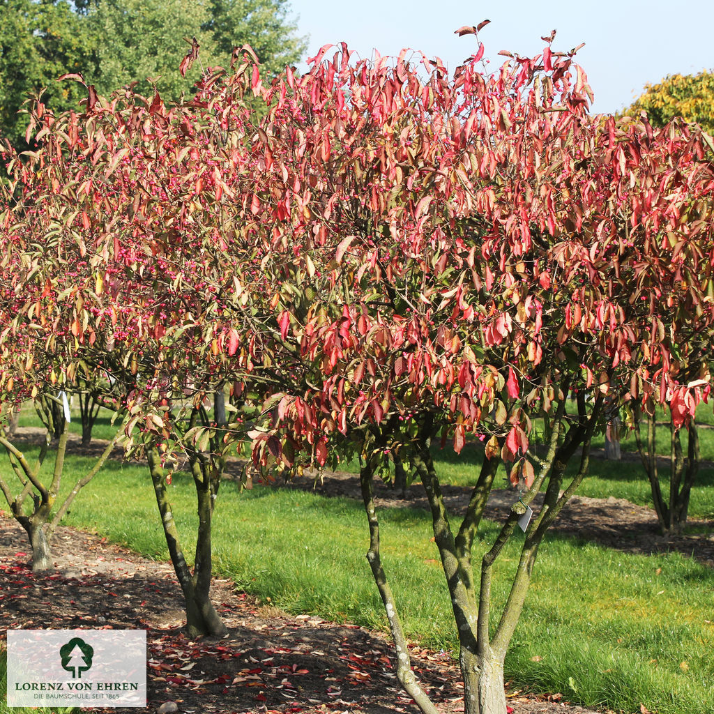 Euonymus yedoensis