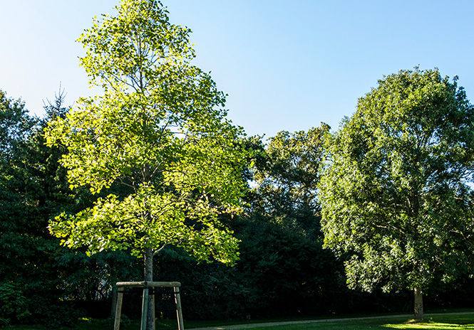 Linke ein neu gepflanzter Baum rechts ein alter Bestandbaum im Sommergrün