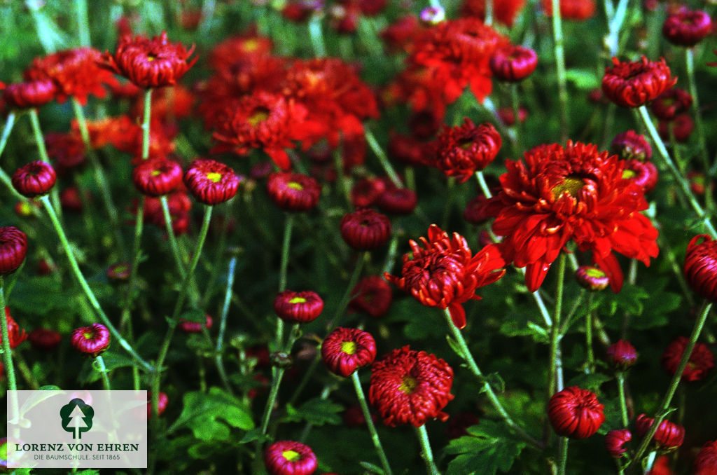 Chrysanthemum hortorum 'Fellbacher Wein'