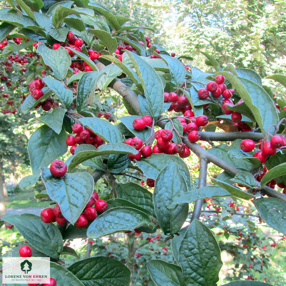 Cotoneaster bullatus