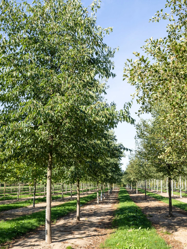 Alnus spaethii in Reihe als Hochstamm