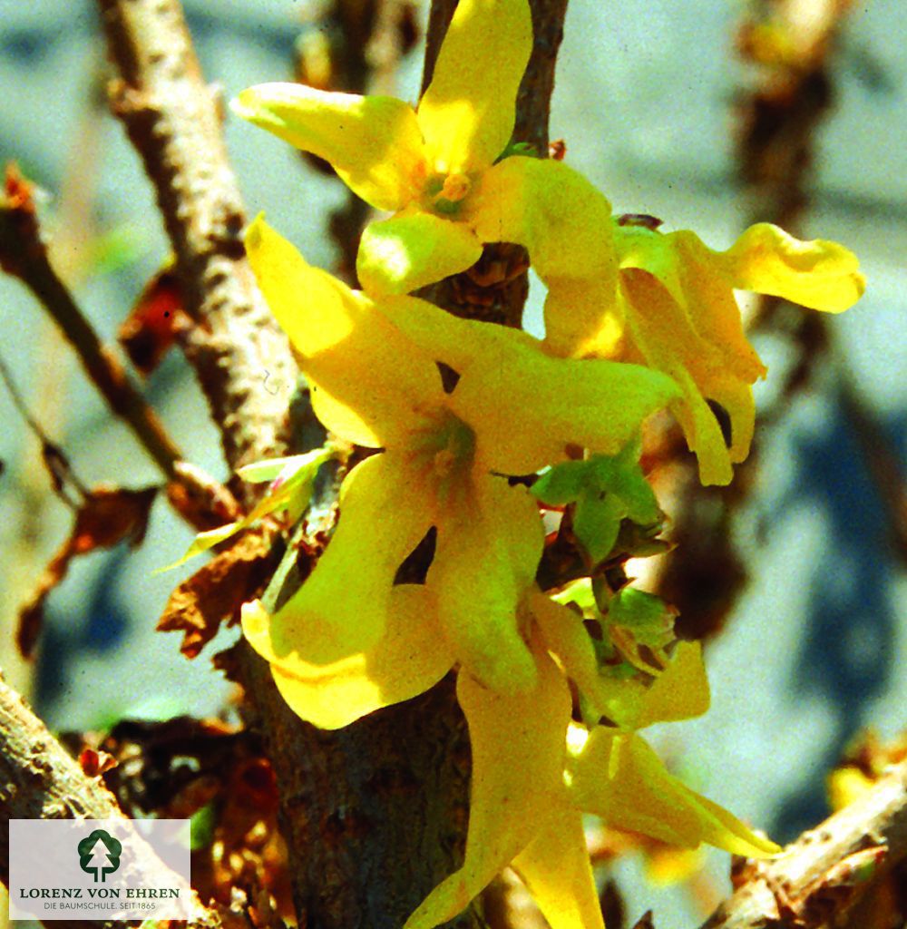 Forsythia 'Spring Glory'