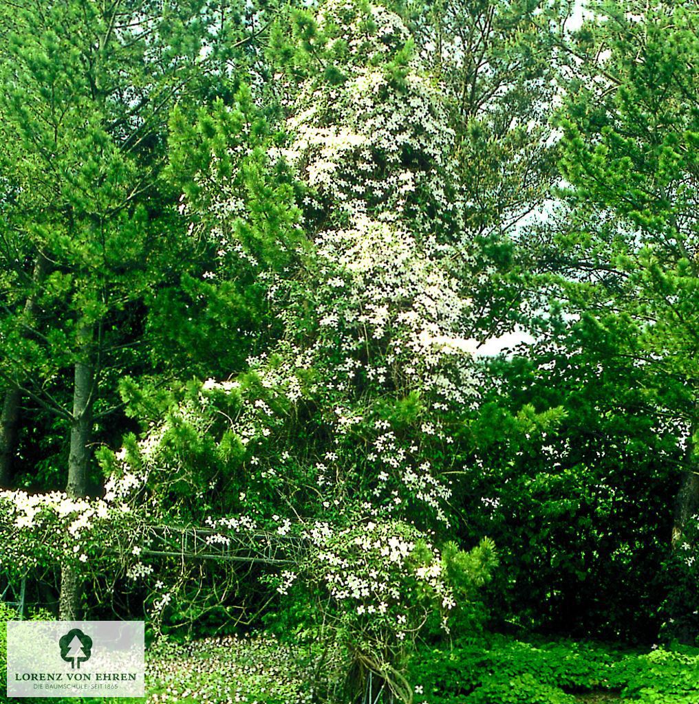 Clematis montana 'Grandiflora'