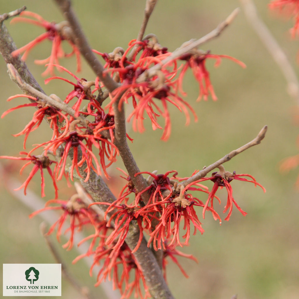 Hamamelis intermedia 'Feuerzauber'