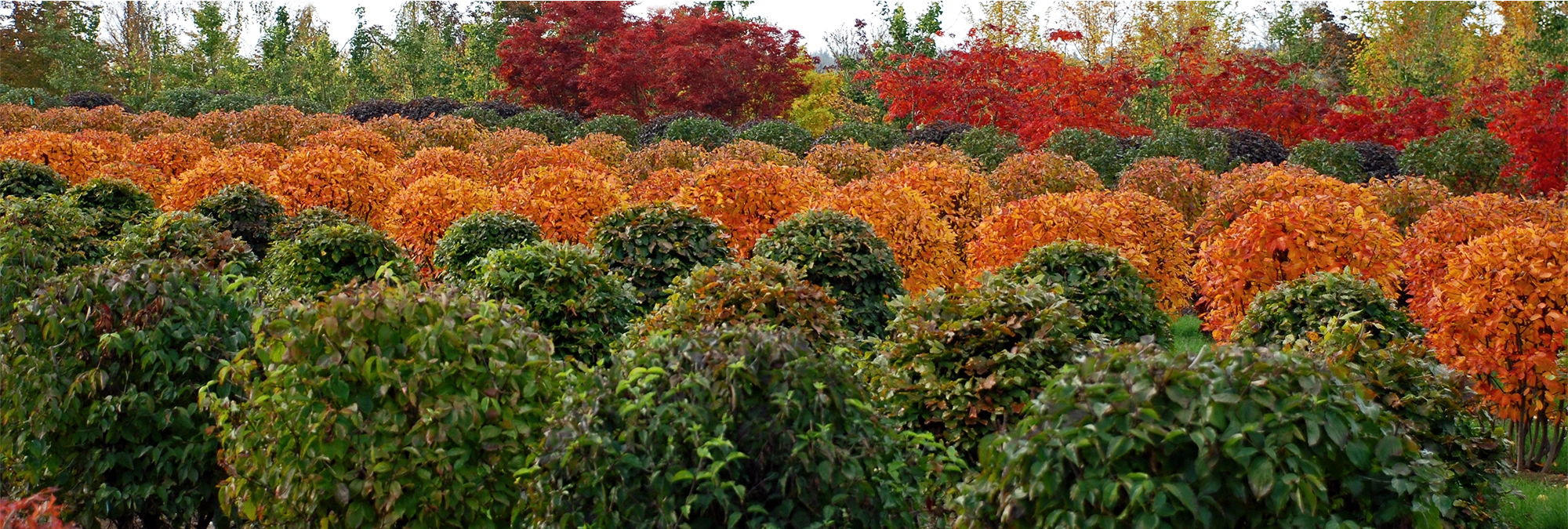 Viele Kugelbäume im Herbst