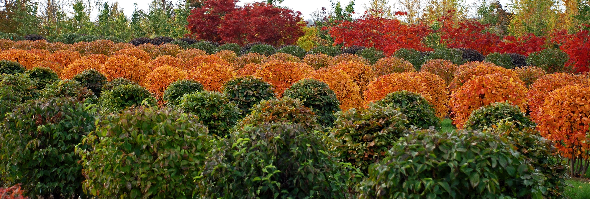 Formgehölze Kugeln Herbst Viele Kugelbäume im Herbst