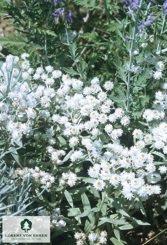 Anaphalis triplinervis 'Sommerschnee'