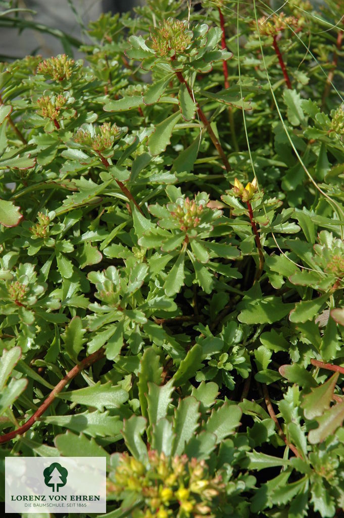 Sedum floriferum 'Weihenstephaner Gold'
