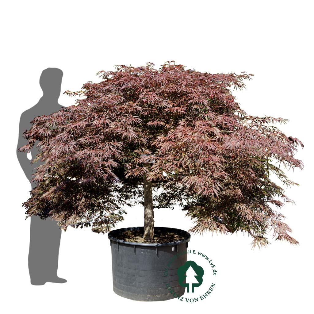 Acer palmatum 'Dissectum Garnet'