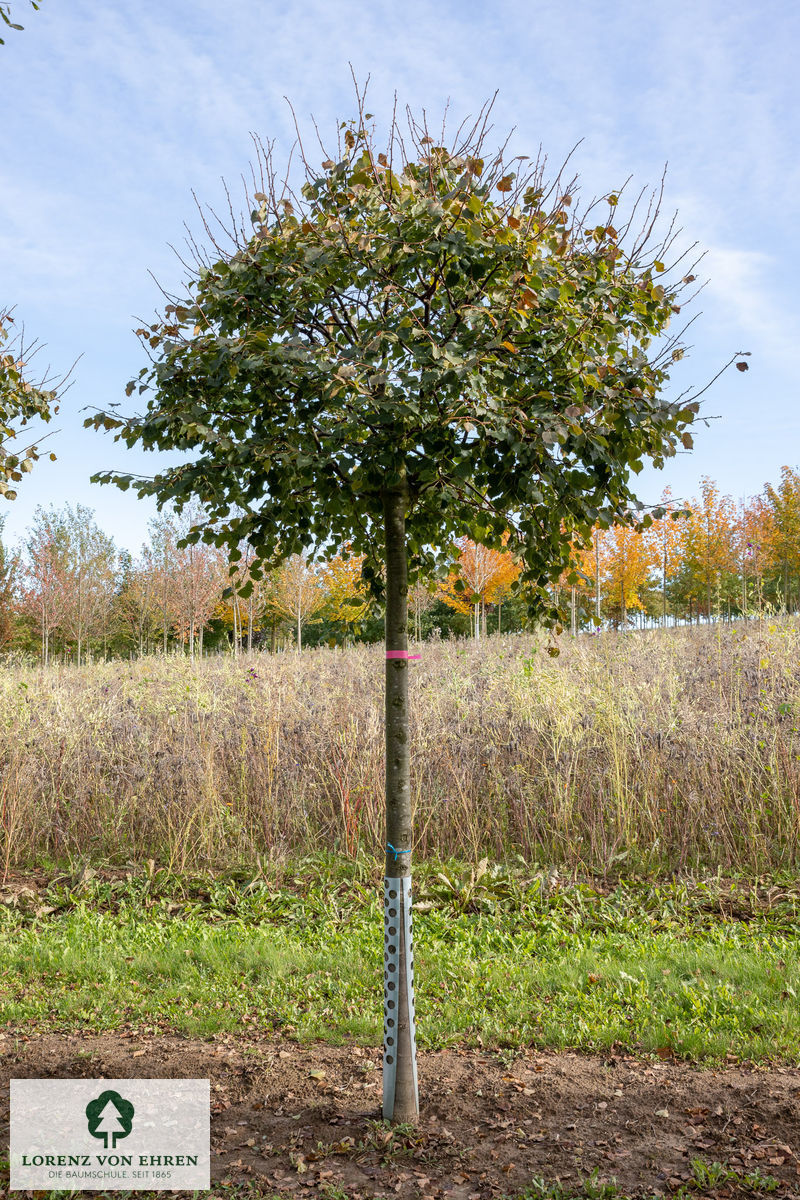 Tilia cordata 'Green Globe'