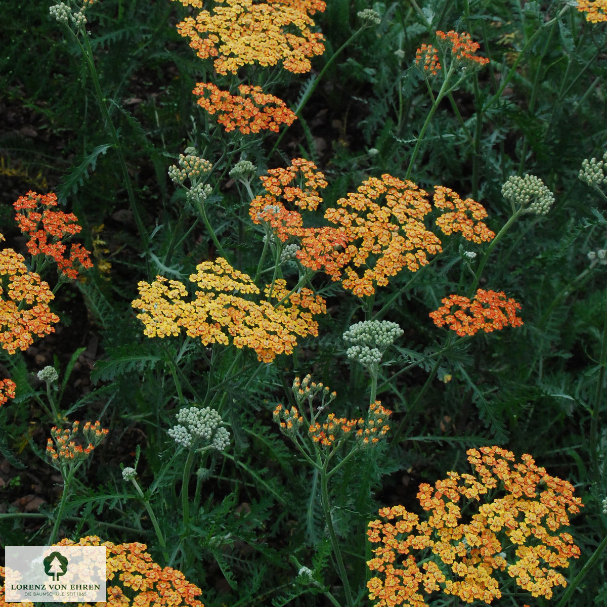 Achillea Millefolium-Hybride 'Terracotta'