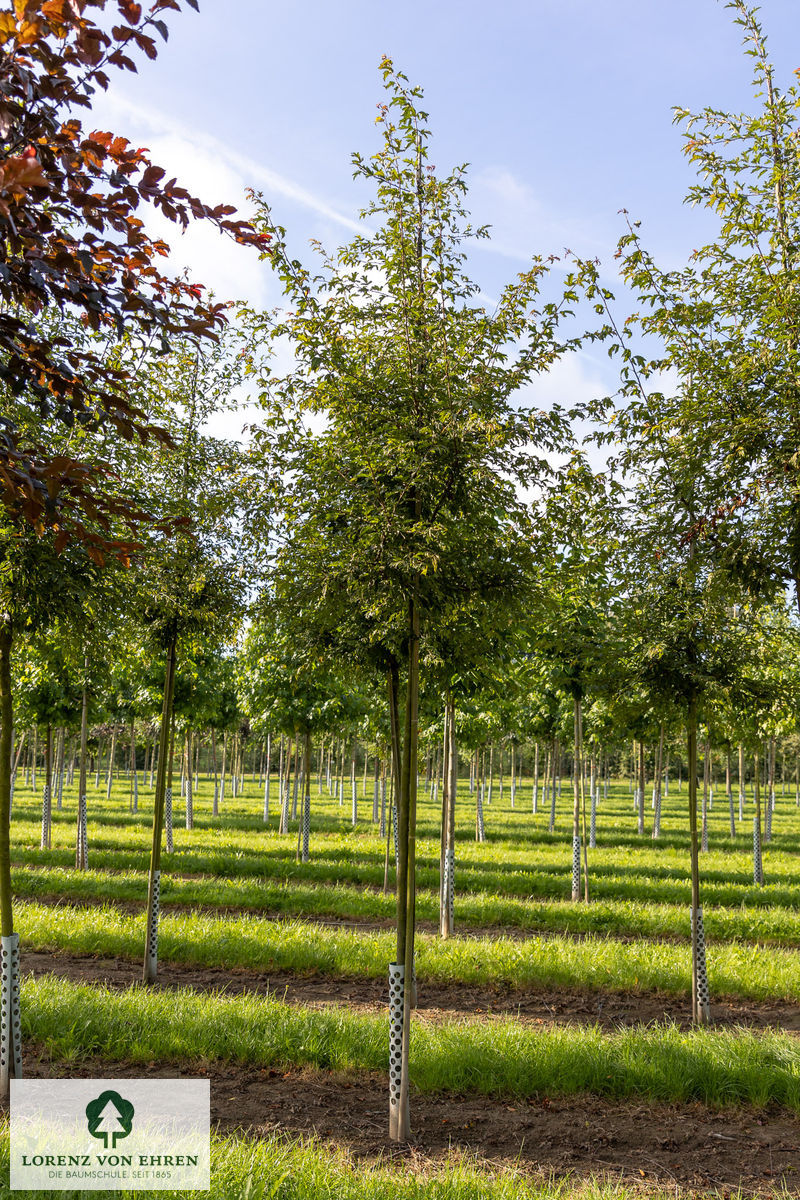 Malus toringo 'Brouwers Beauty'