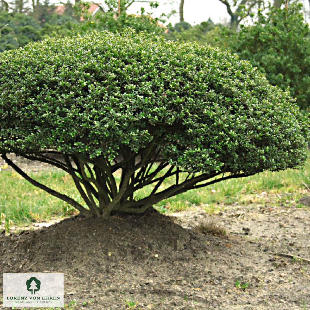 Ilex crenata 'Glorie Gem'