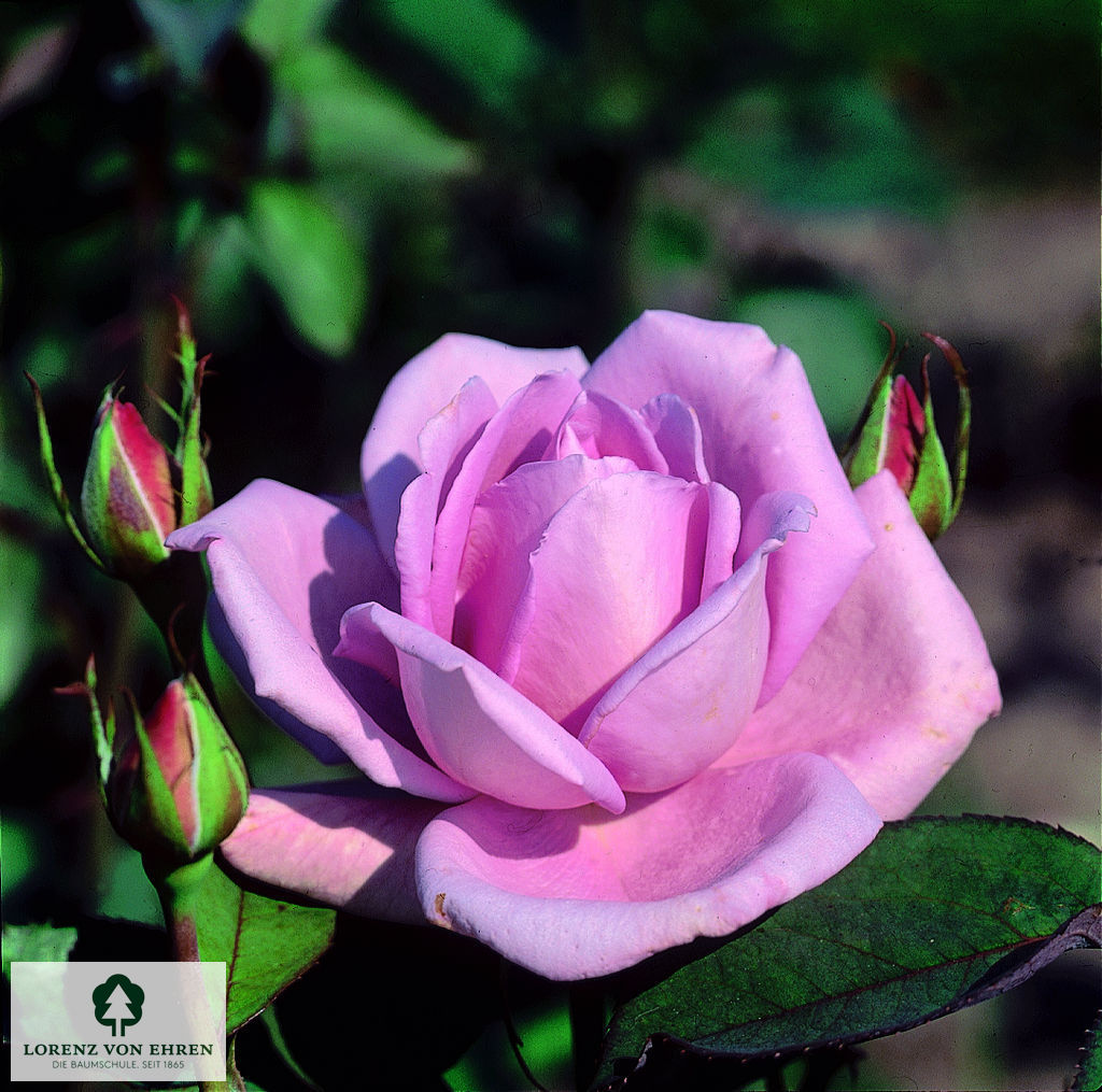 Rosa 'Mainzer Fastnacht'