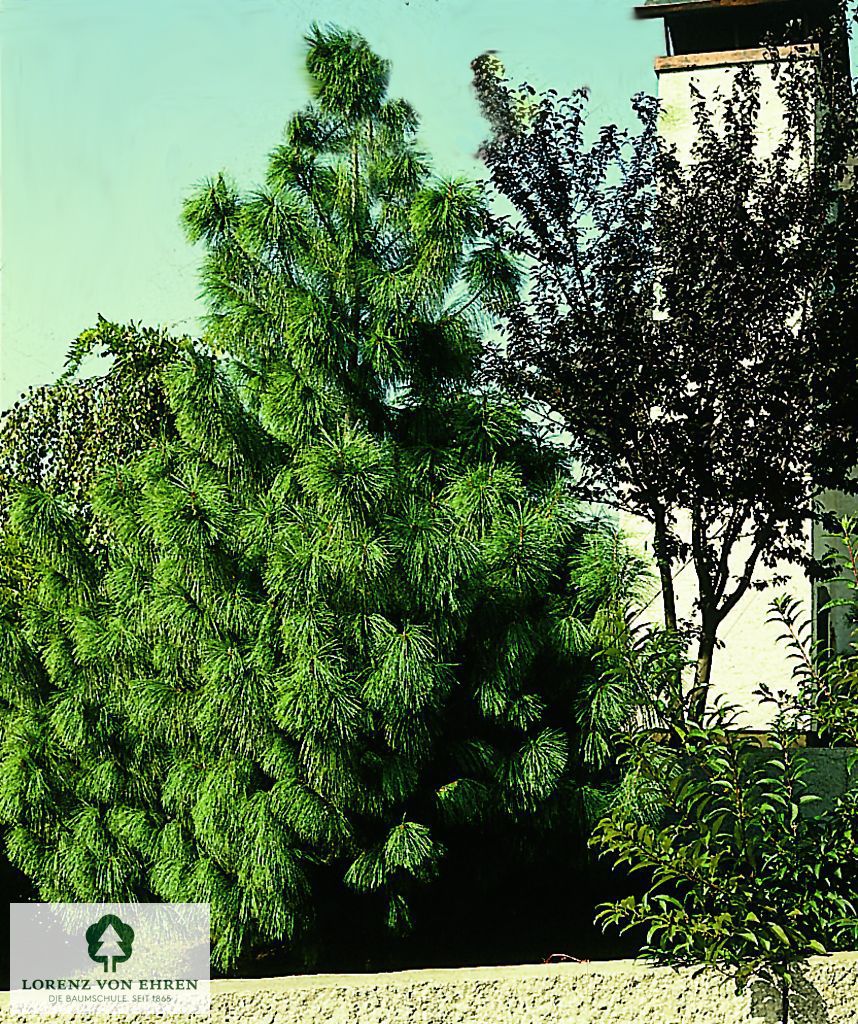 Pinus wallichiana