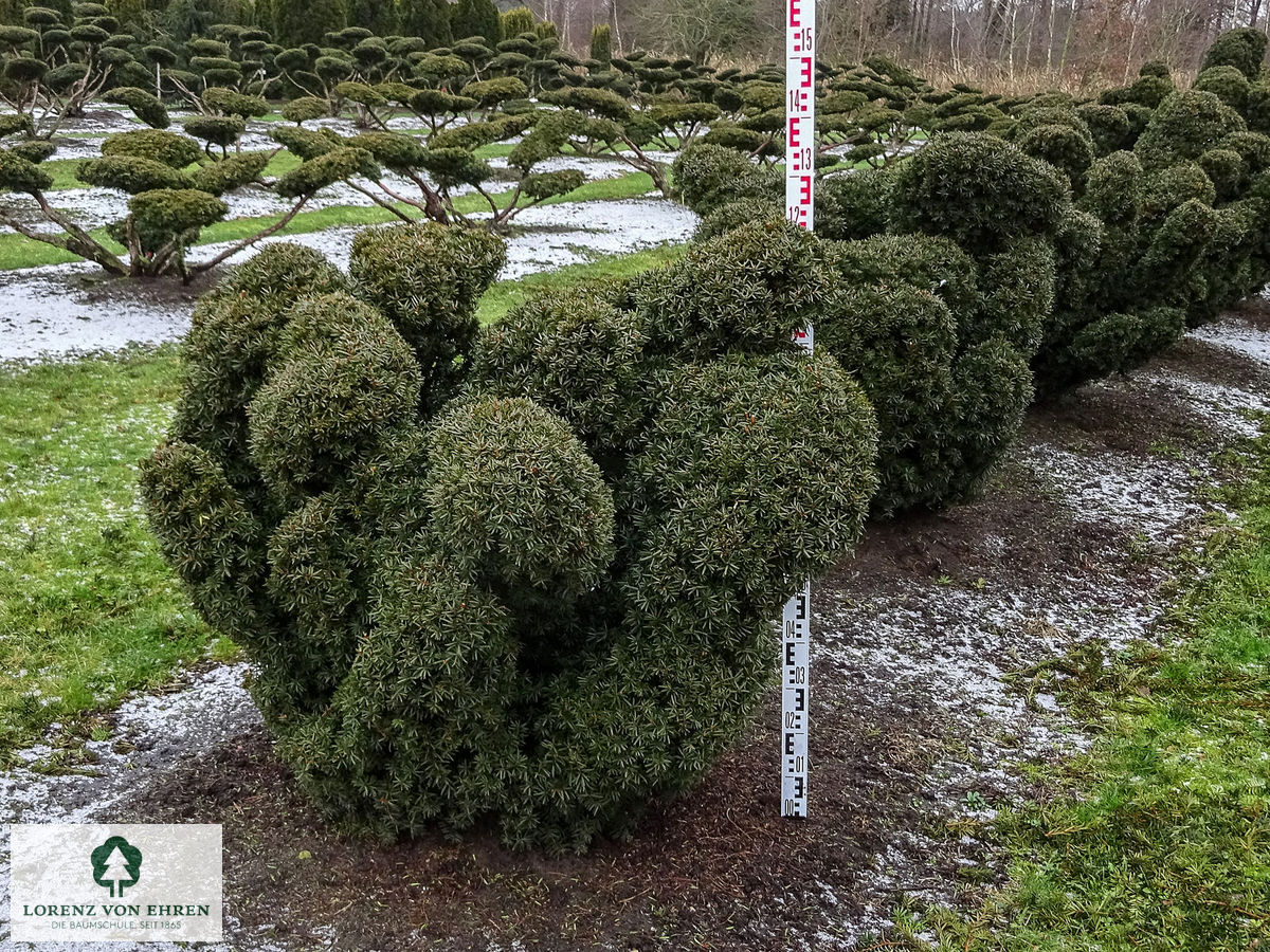 Taxus cuspidata nana