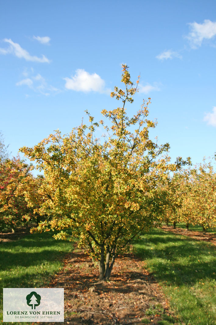 Malus 'Wintergold'