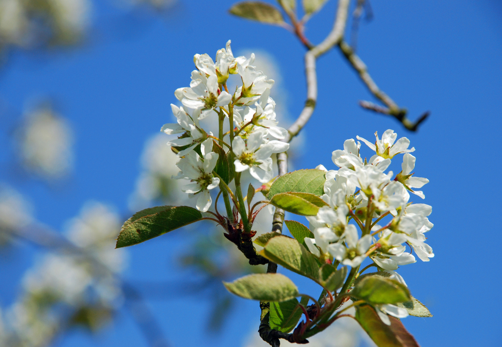 Zarte, weiße Blütendolden