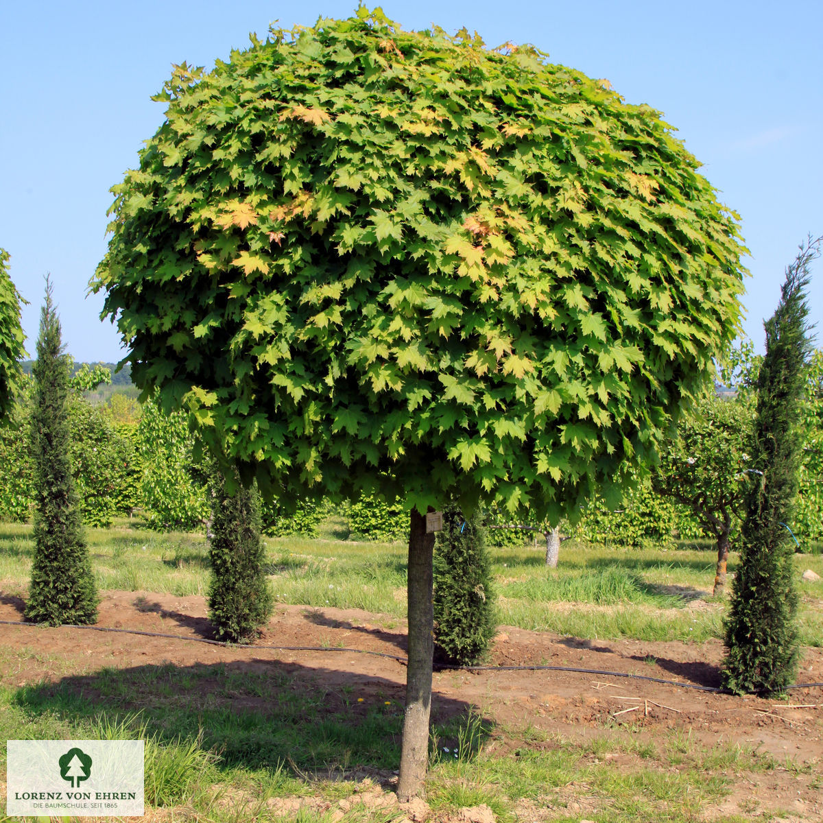 Acer platanoides 'Globosum'