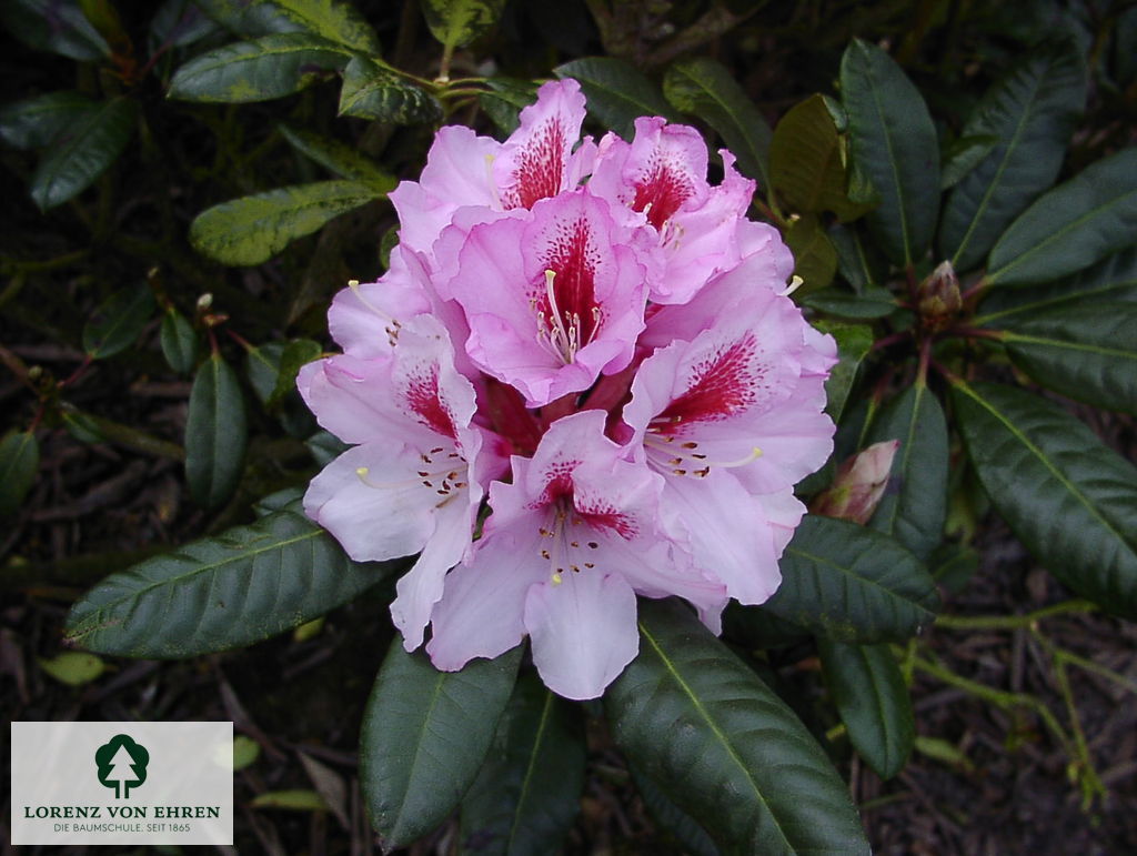 Rhododendron Hybride 'Diadem'