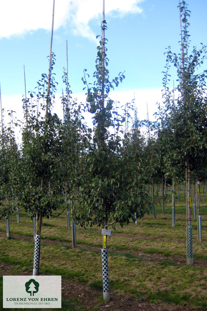 Pyrus communis 'Alexander Lucas'