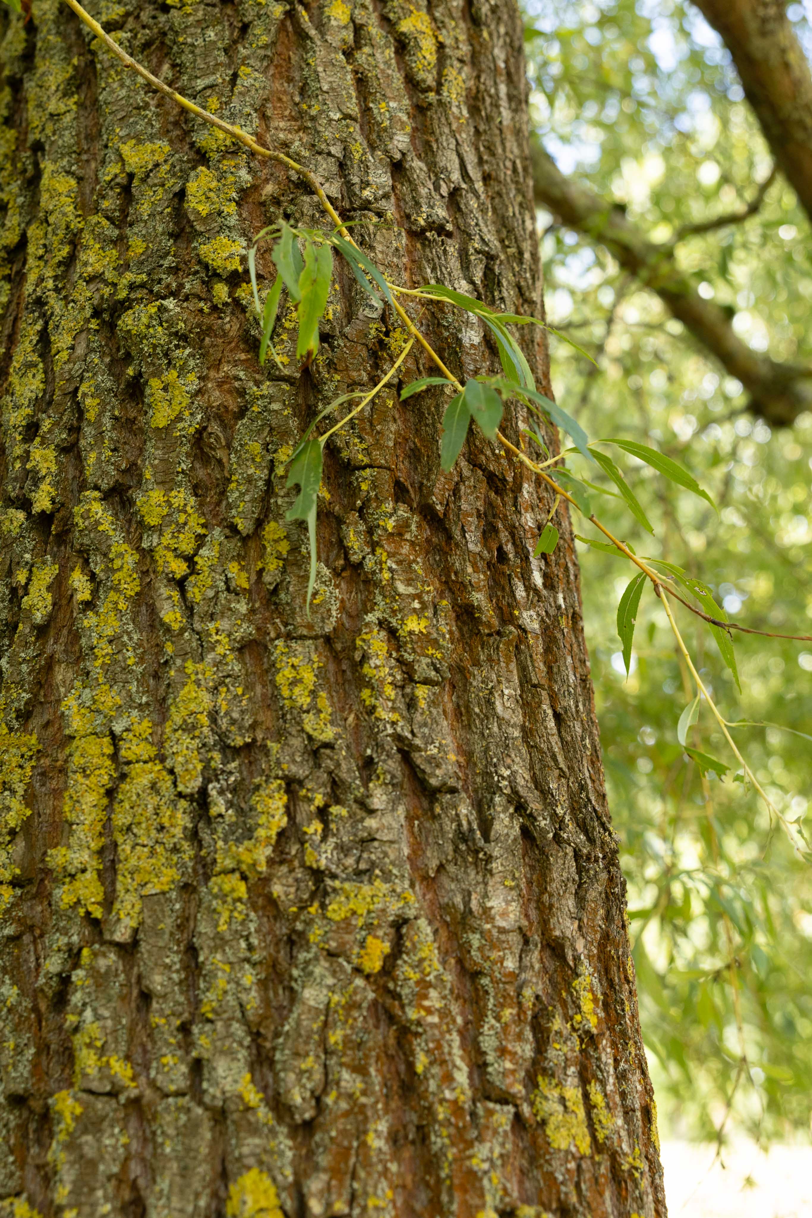 Nahaufnahme der rauen, dunklen Baumrinde, die teilweise mit  gelber Flechten bedeckt ist. Ein kleiner grüner Zweig rankt an der Rinde vorbei..