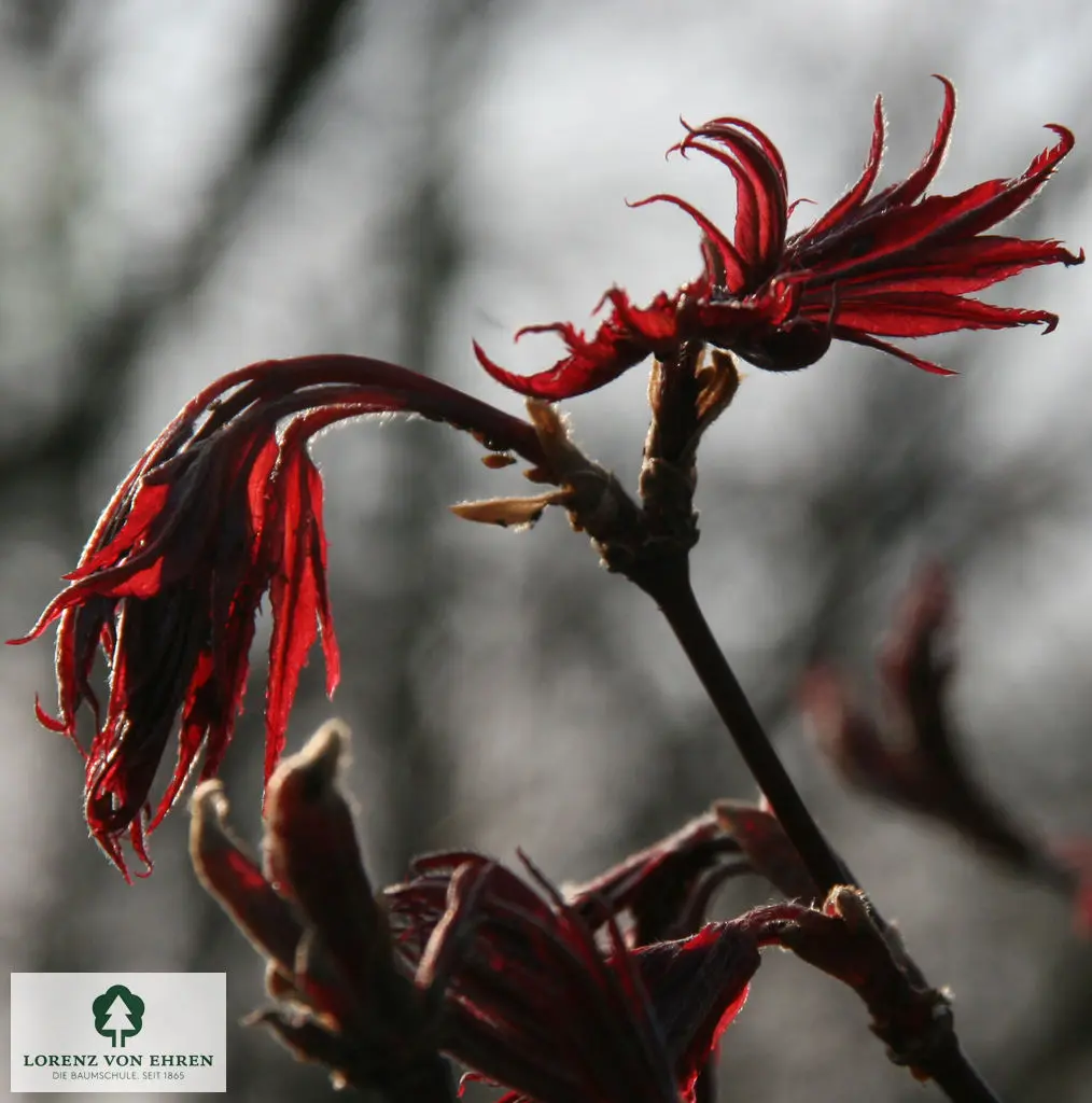 Acer palmatum 'Bloodgood'
