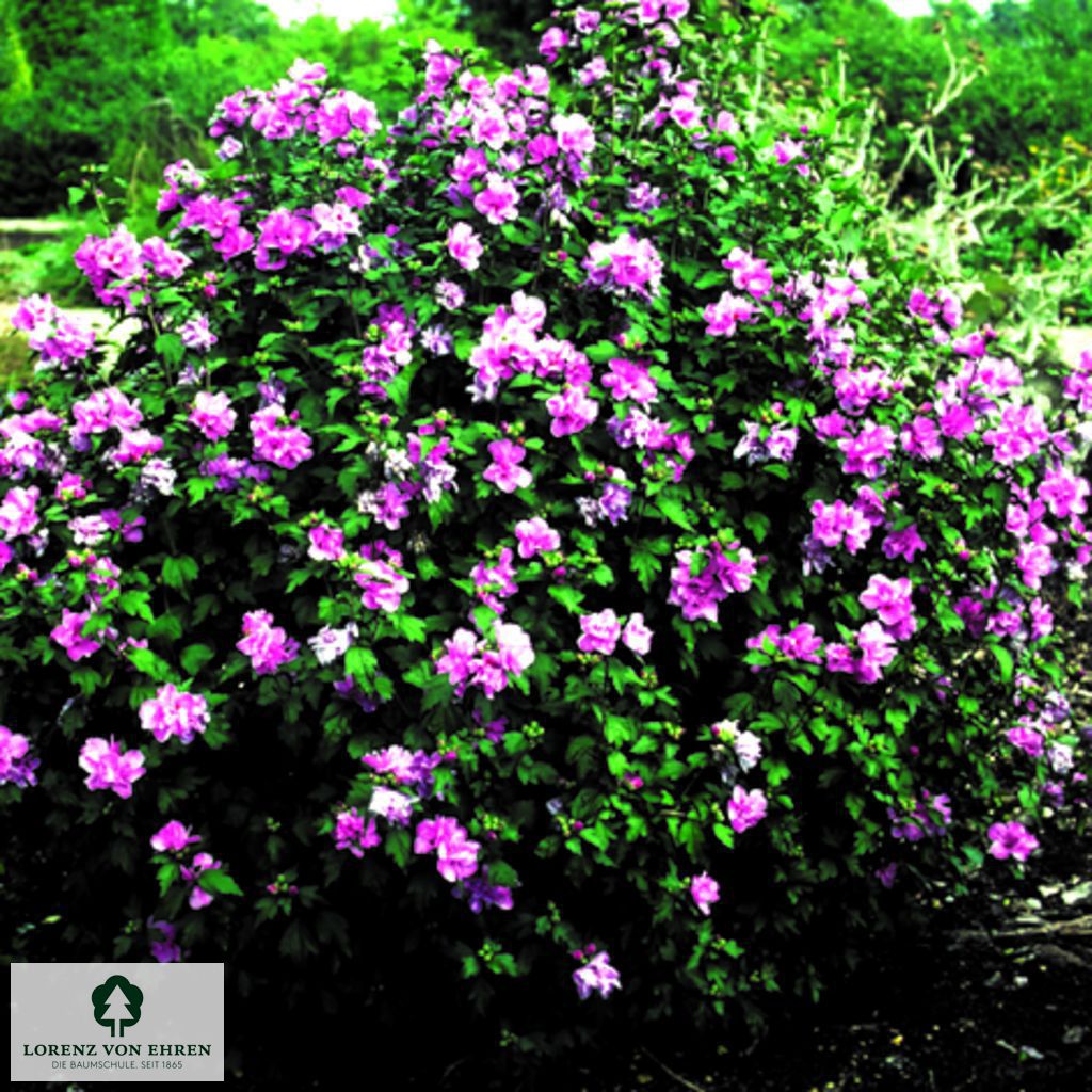 Hibiscus syriacus 'Ardens'