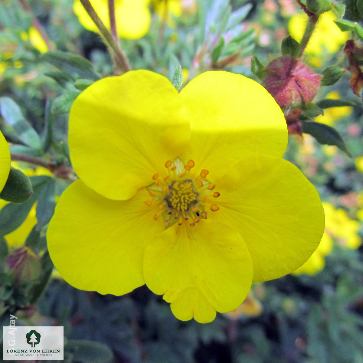 Potentilla fruticosa 'Goldfinger'
