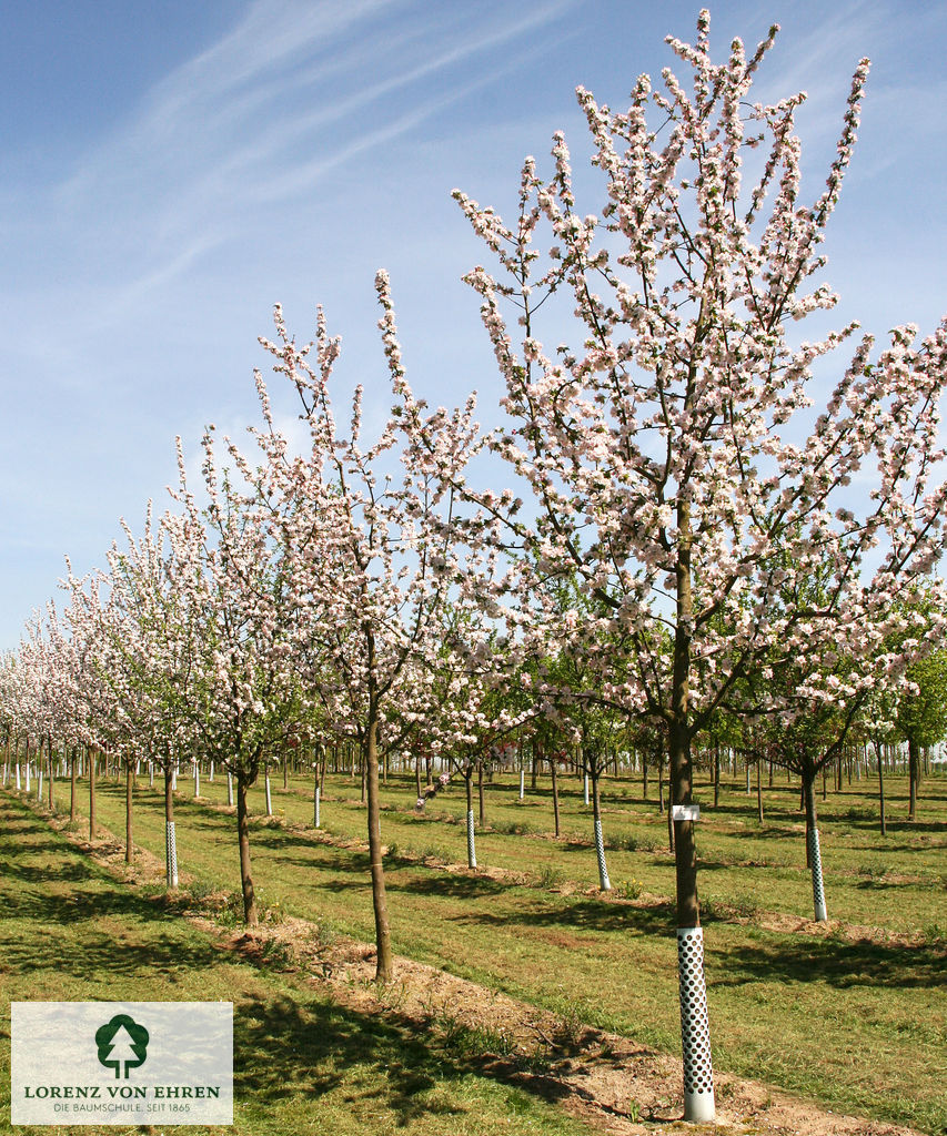 Malus domestica 'Rheinischer Bohnapfel'