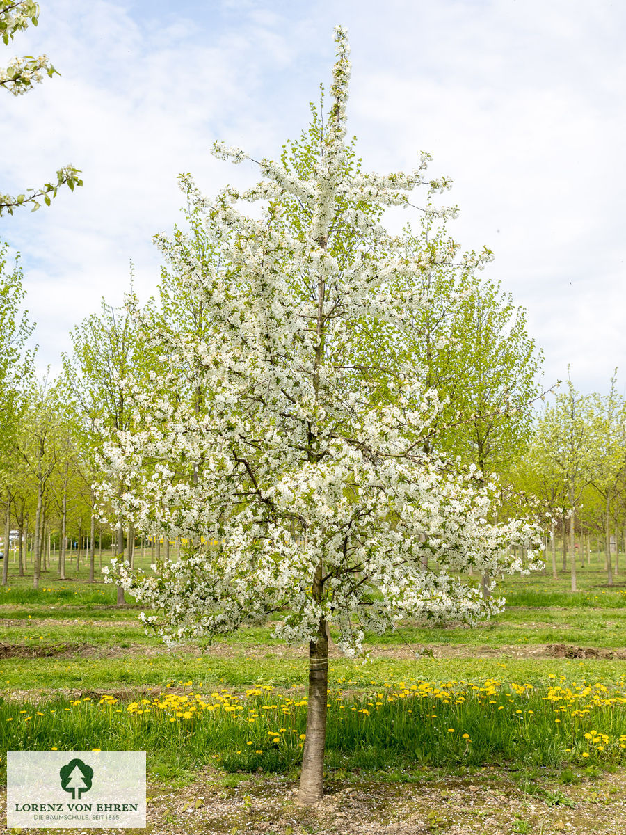 Prunus cerasus 'Safir'