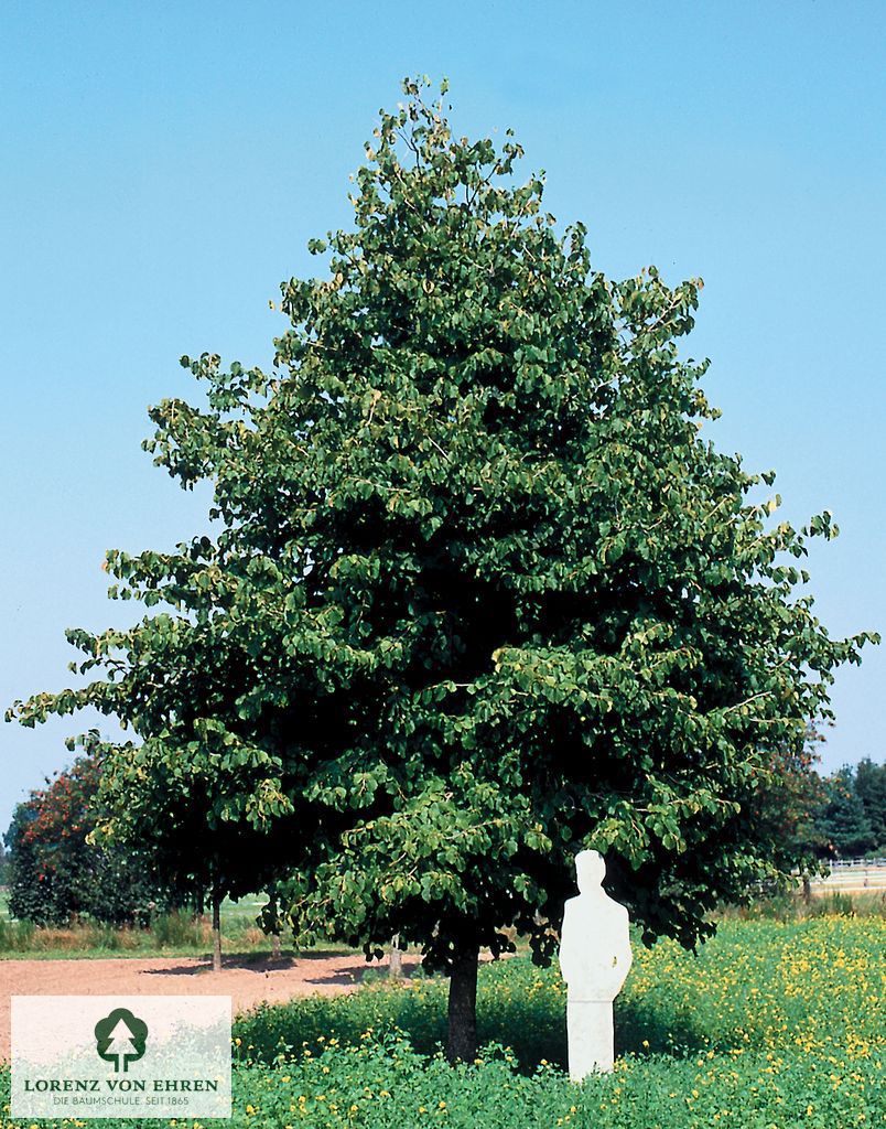 Corylus colurna