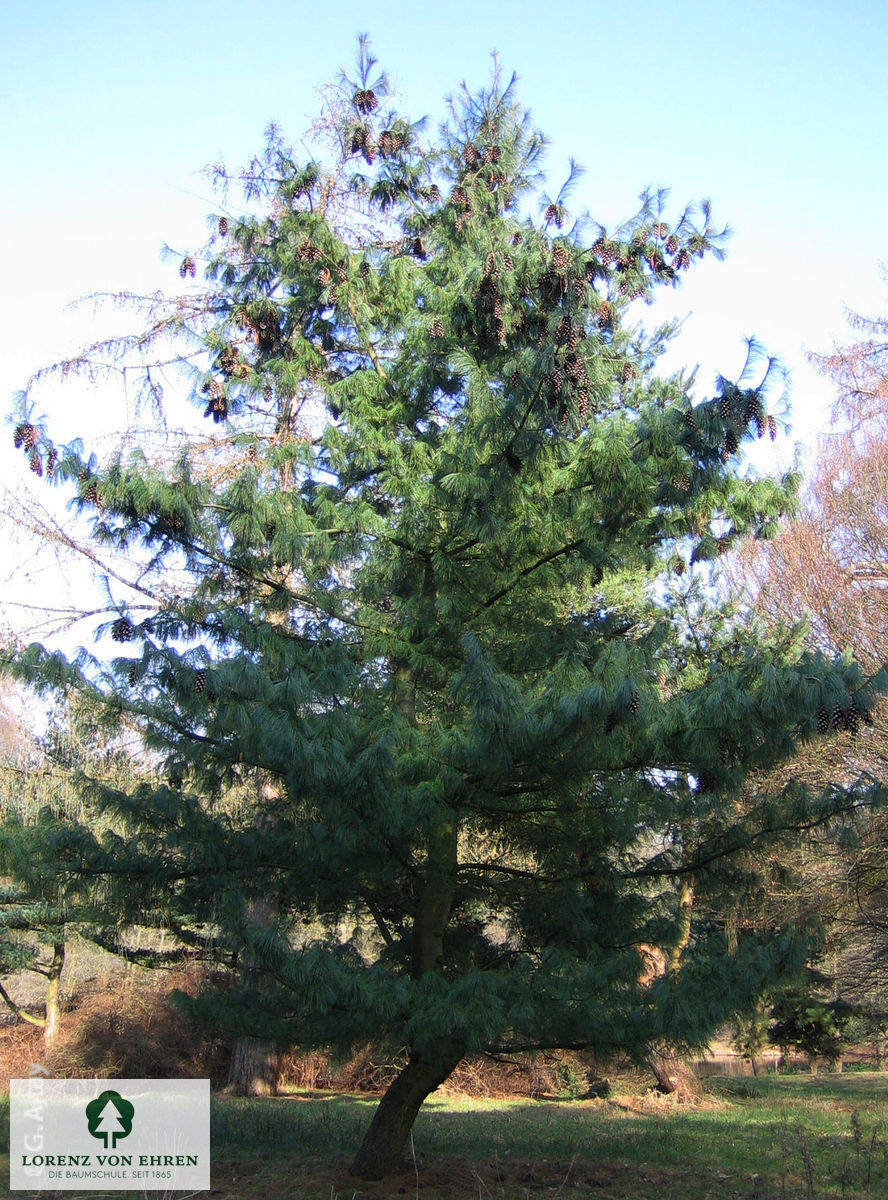 Pinus wallichiana