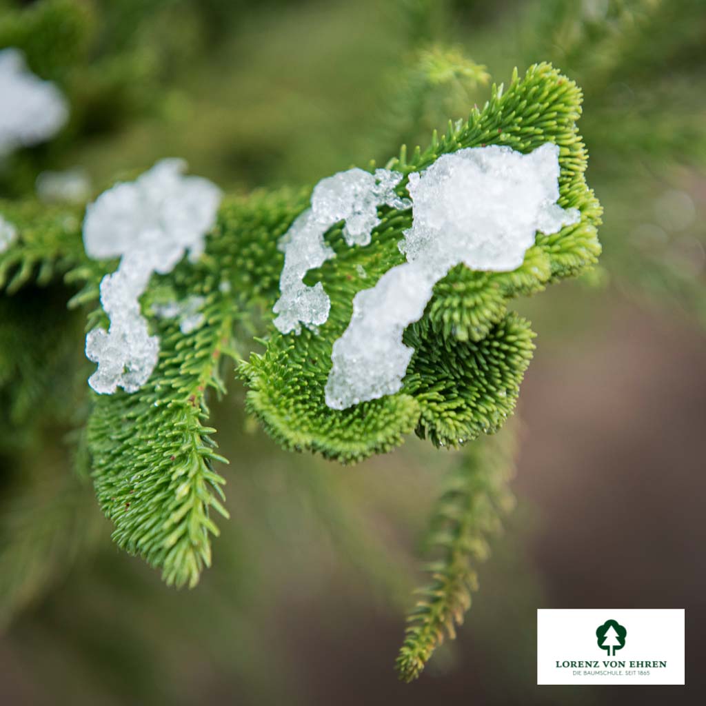 Cryptomeria japonica 'Cristata'