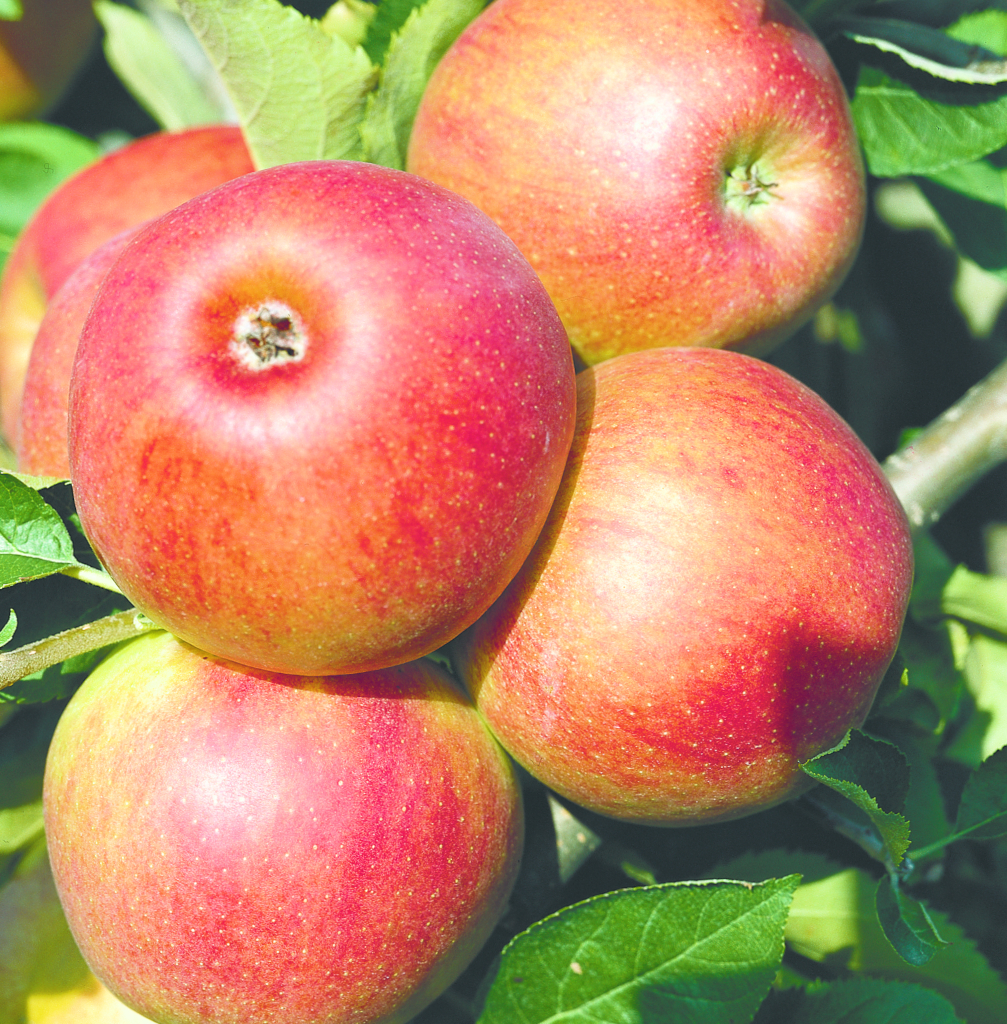 Malus domestica Jonagold Die Frucht des Apfels Malus domestica Jonagold