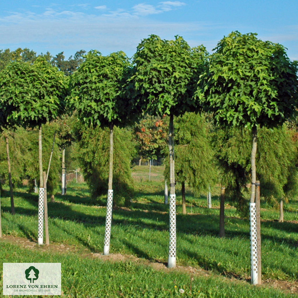 Liquidambar styraciflua 'Gum Ball'