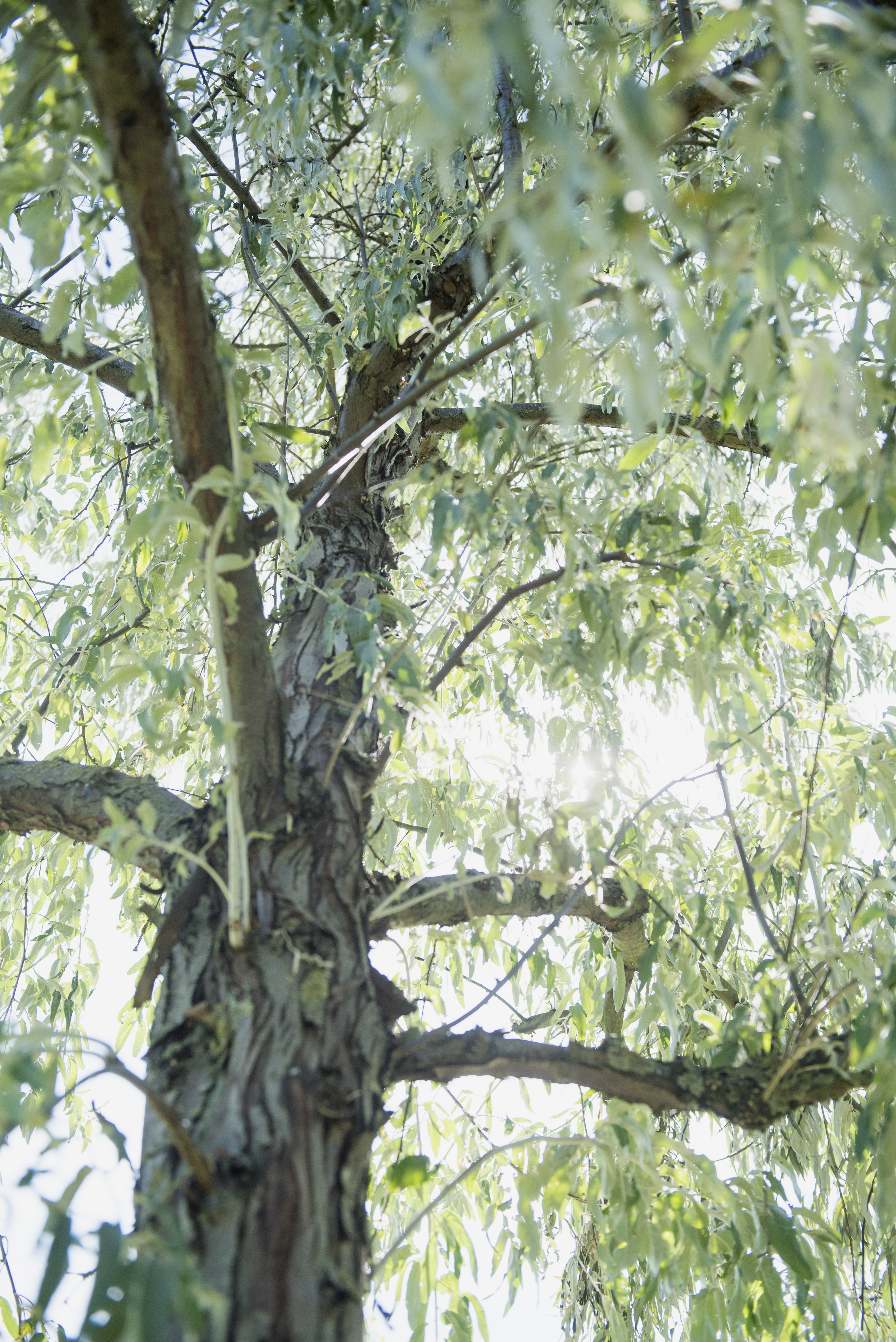 Elaeagnus angustifolia Unikat