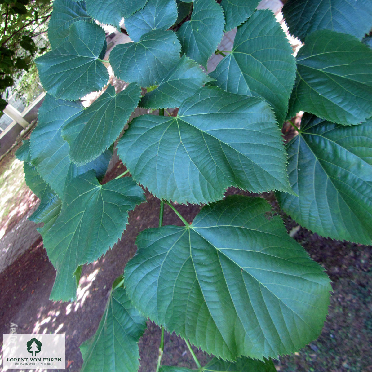 Tilia americana 'Nova'